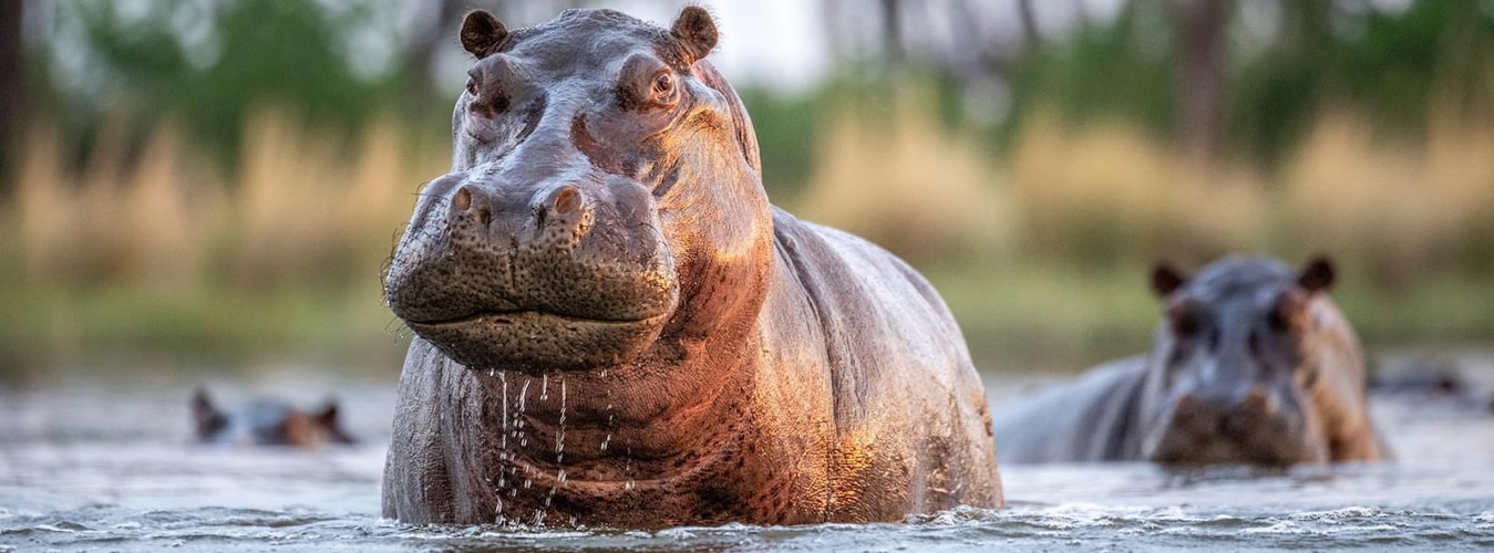 savannah hippo safaris