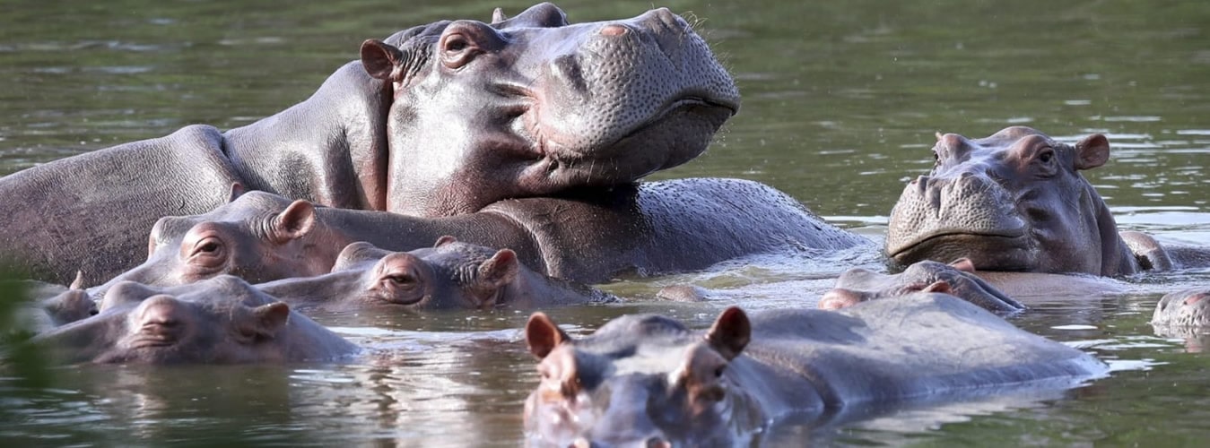 savannah hippo safaris