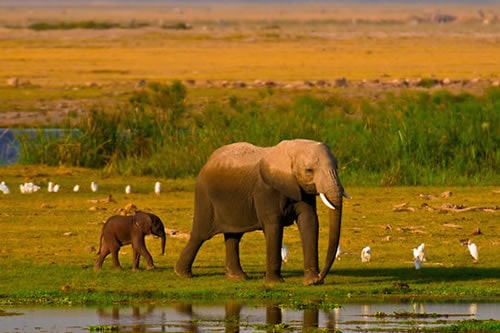 amboseli