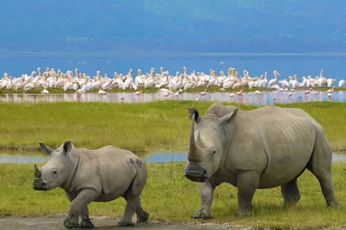 lake nakuru