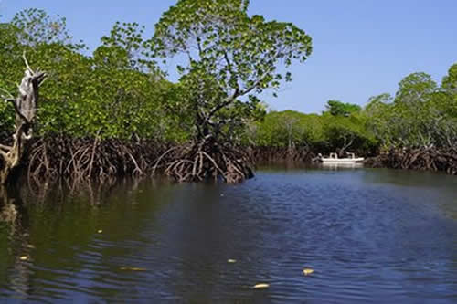 mangrove