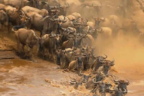 masai mara