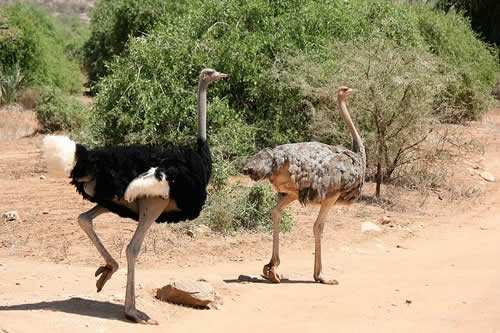 tsavo safaris