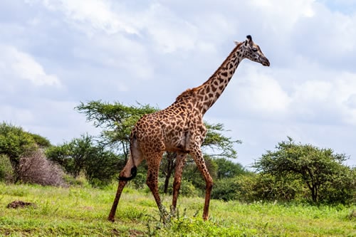 tsavo west safaris