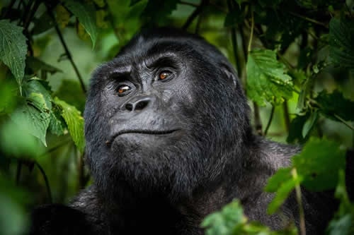 uganda gorilla trekking safaris