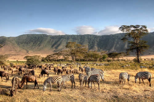 tanzania safaris and tours