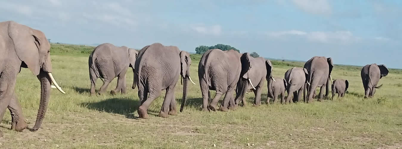 savannah hippo safaris